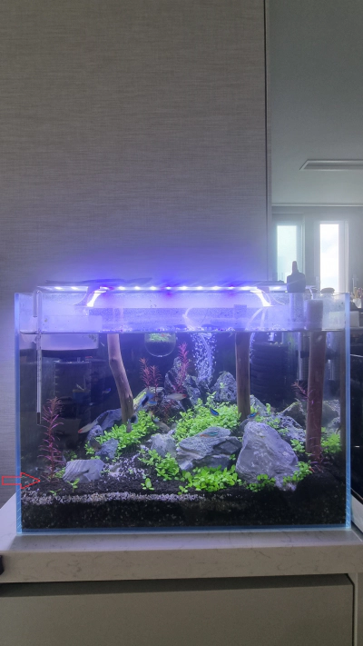 어항 물갈이 환수 방법 및 주기 이끼제거 청소 기타 정보