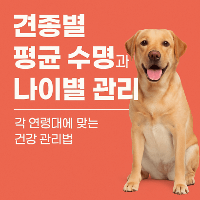 견종별 강아지 평균 수명과 나이별 건강관리법 완벽 가이드