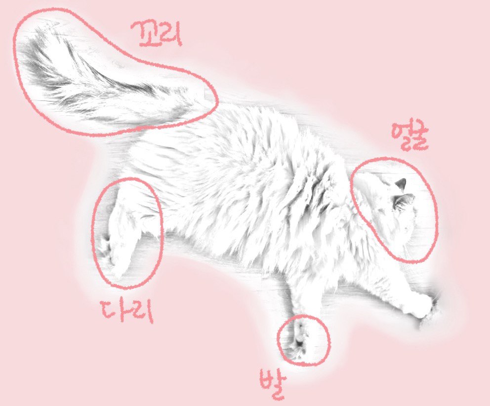 고양이몸 일러스트