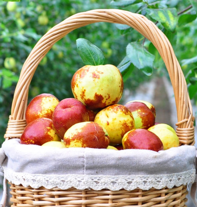 사과대추 칼로리, 수확시기, 보관법