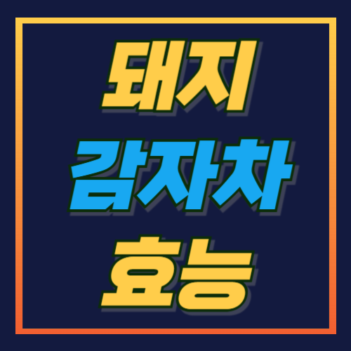 돼지감자차-효능