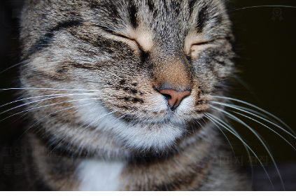 고양이 비만의 원인 관련 사진