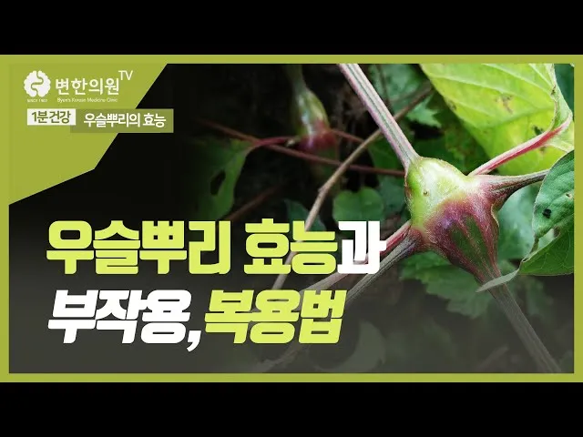 우슬뿌리 효능 부작용 먹는법 건강 활용 팁_5