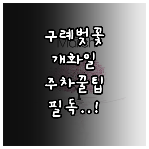 구례 벚꽃 개화 예상일 섬진강 벚꽃길..
