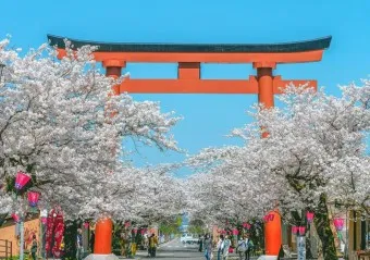 일본 벚꽃 명소 벚꽃 여행 개회시기 도쿄 벚꽃 축제_27