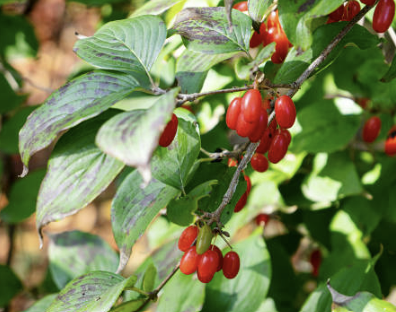 신장에 좋은 음식 7가지 조리법 나쁜 음식 등 총정리(최신)