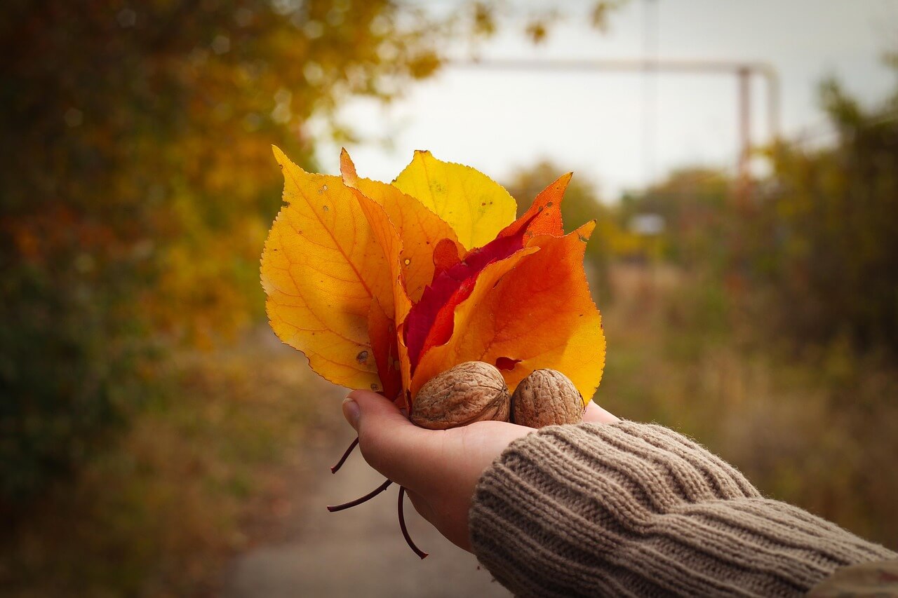 내장산 단풍 절정기