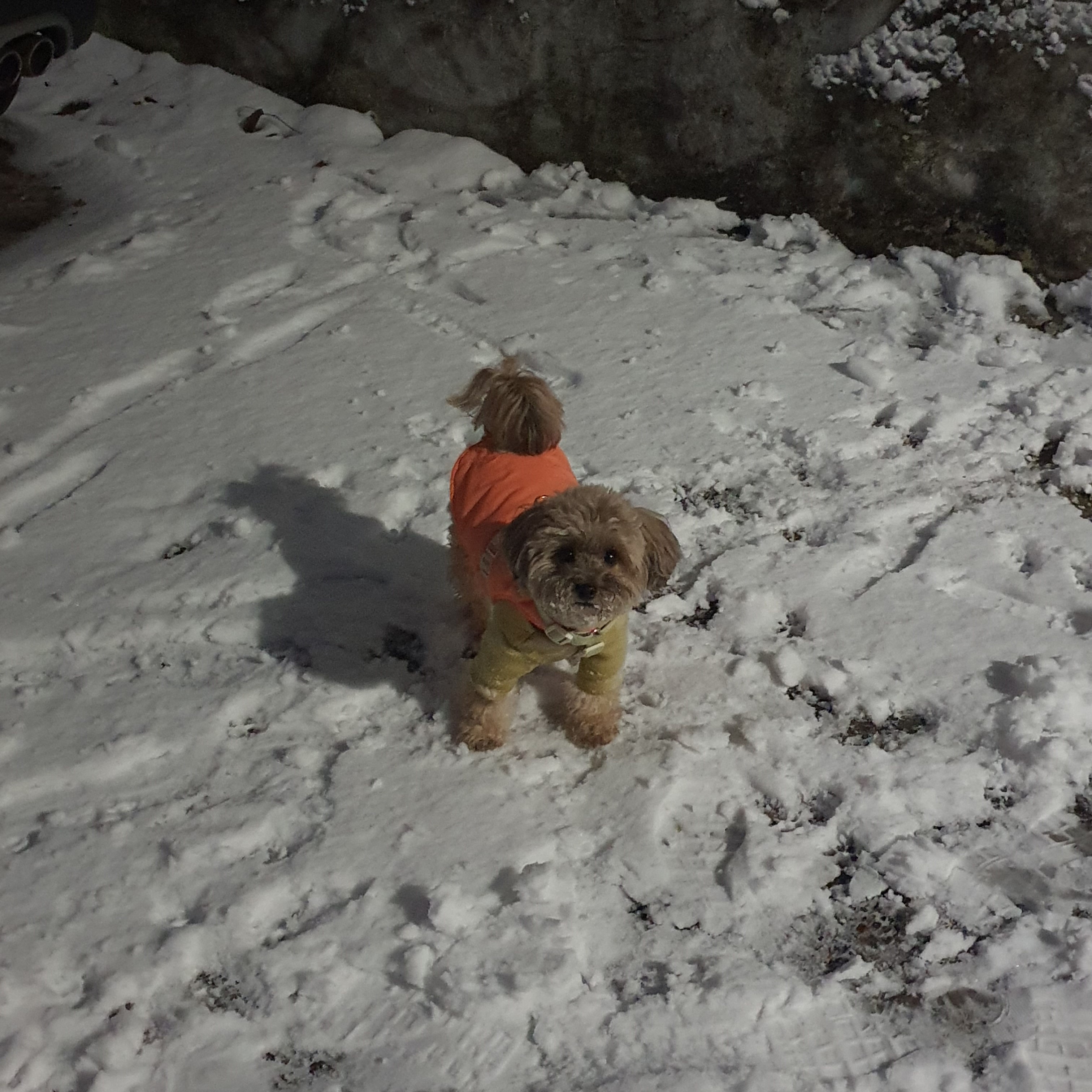 눈 밭 위 강아지