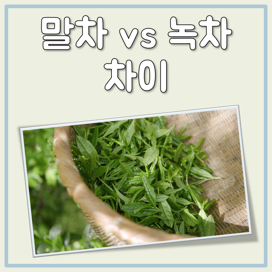 말차 녹차 차이 대표 이미지