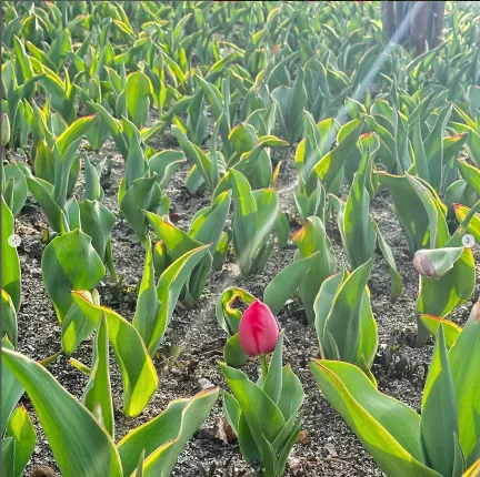 피나클랜드 불꽃축제 튤립 수선화 축제 14
