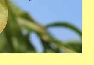 조치원 복숭아축제