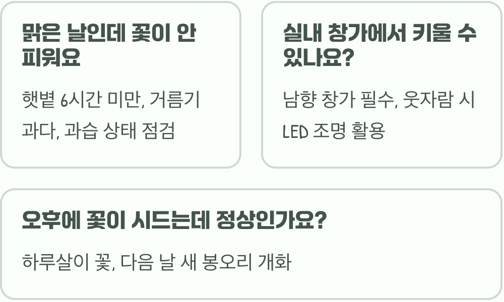 햇볕을 사랑하는 꽃, 채송화가 흐린 날에는 꽃을 피우지 않는 이유