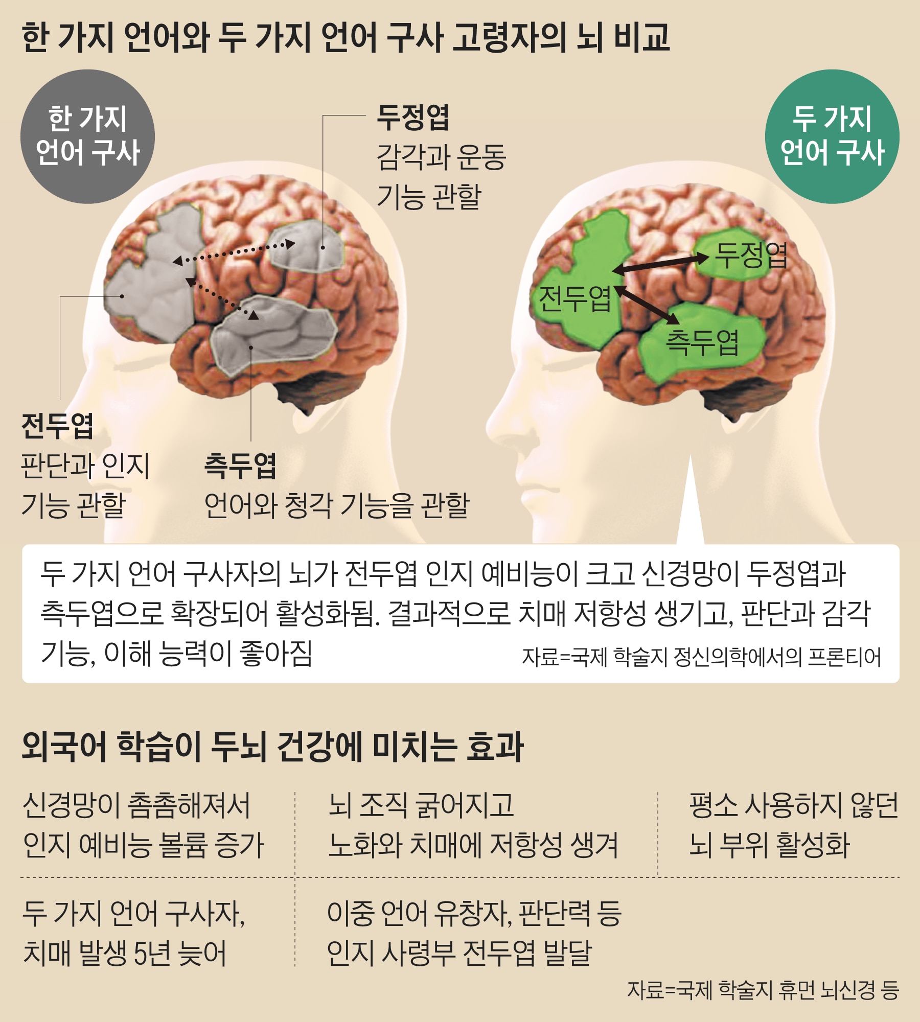 나이에 따른 두뇌기능 변화