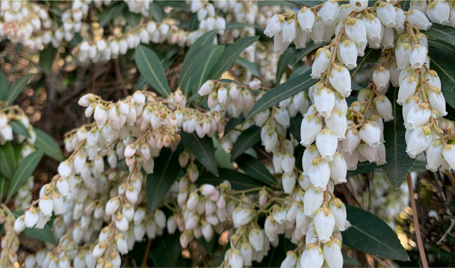 천리포 수목원 목련축제