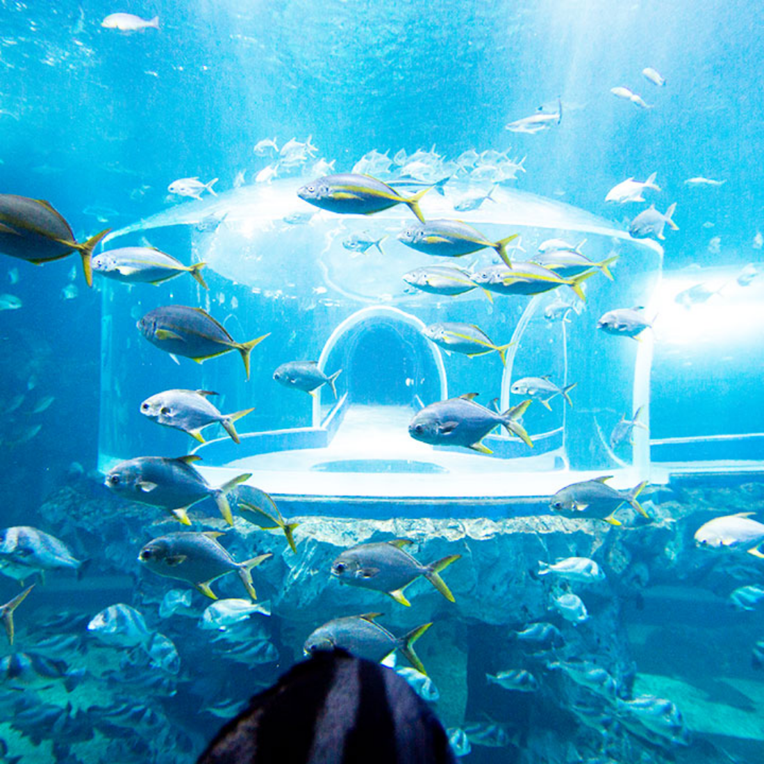 아쿠아플라넷 전경