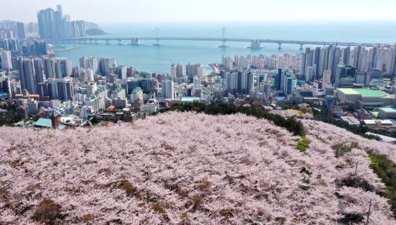  광안리 벚꽃 명소