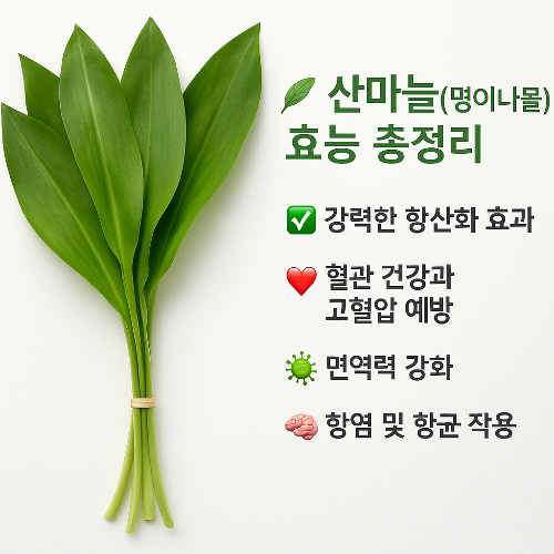 봄철-건강에-좋은-산마늘-썸네일