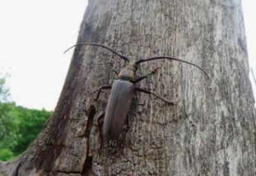 하늘소의 모든 것 관련 이미지