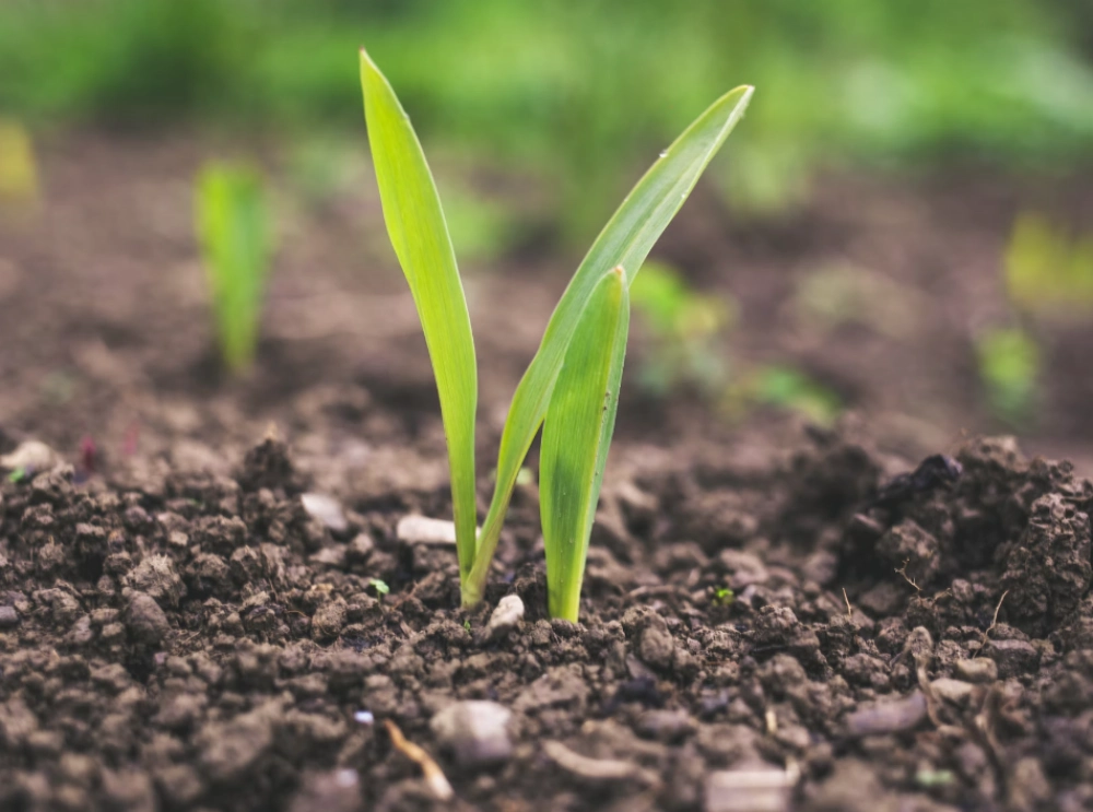 러브버그 해충 아닌이유