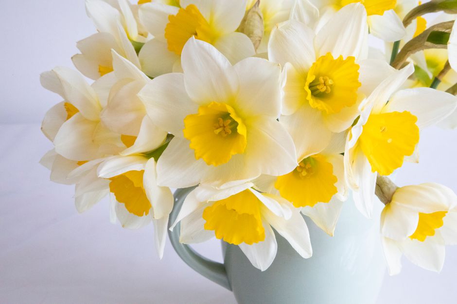 A vibrant arrangement of yellow and white daffodils in a subtle white vase, showcasing nature's beauty.