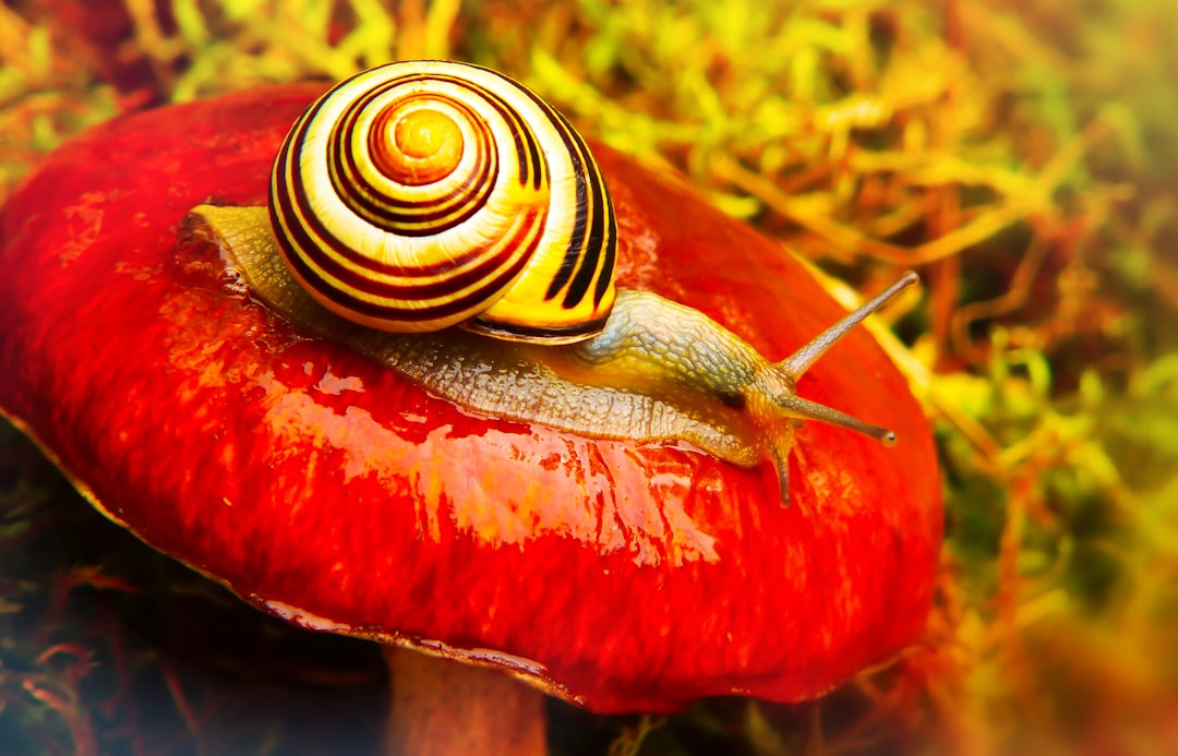 Snail