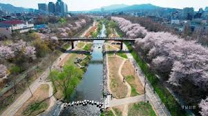 제 6회 양재천 벚꽃 축제 기본일정과 프로그램 소개