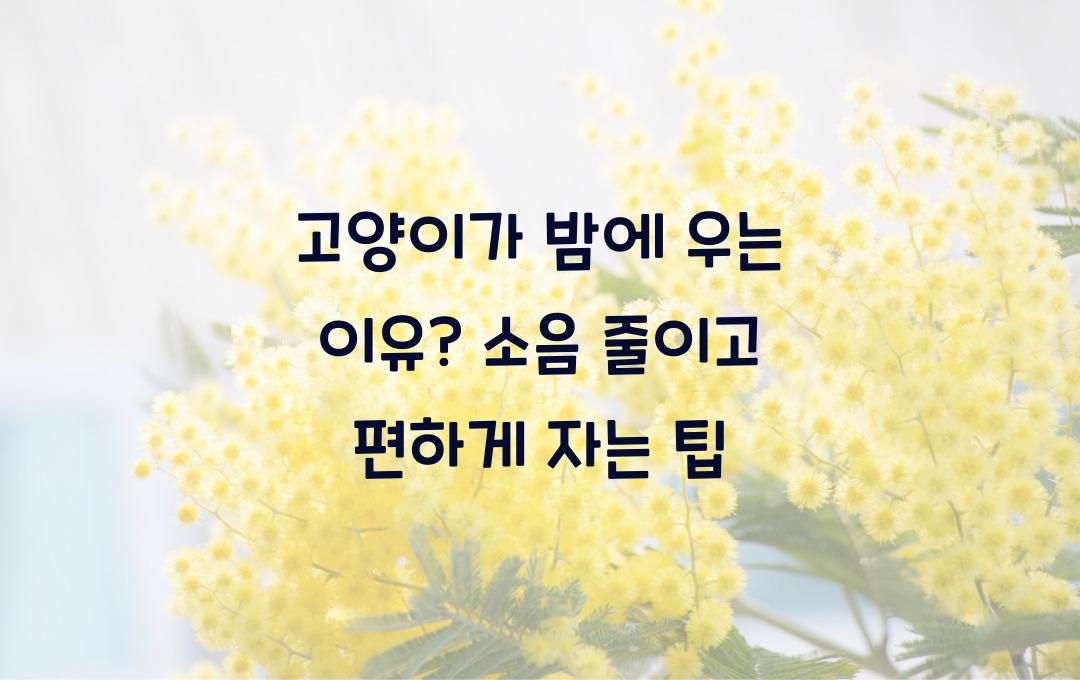 고양이가 밤에 우는 이유? 소음 줄이는 꿀팁 정리