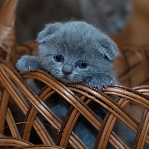 새끼 고양이 울음 소리