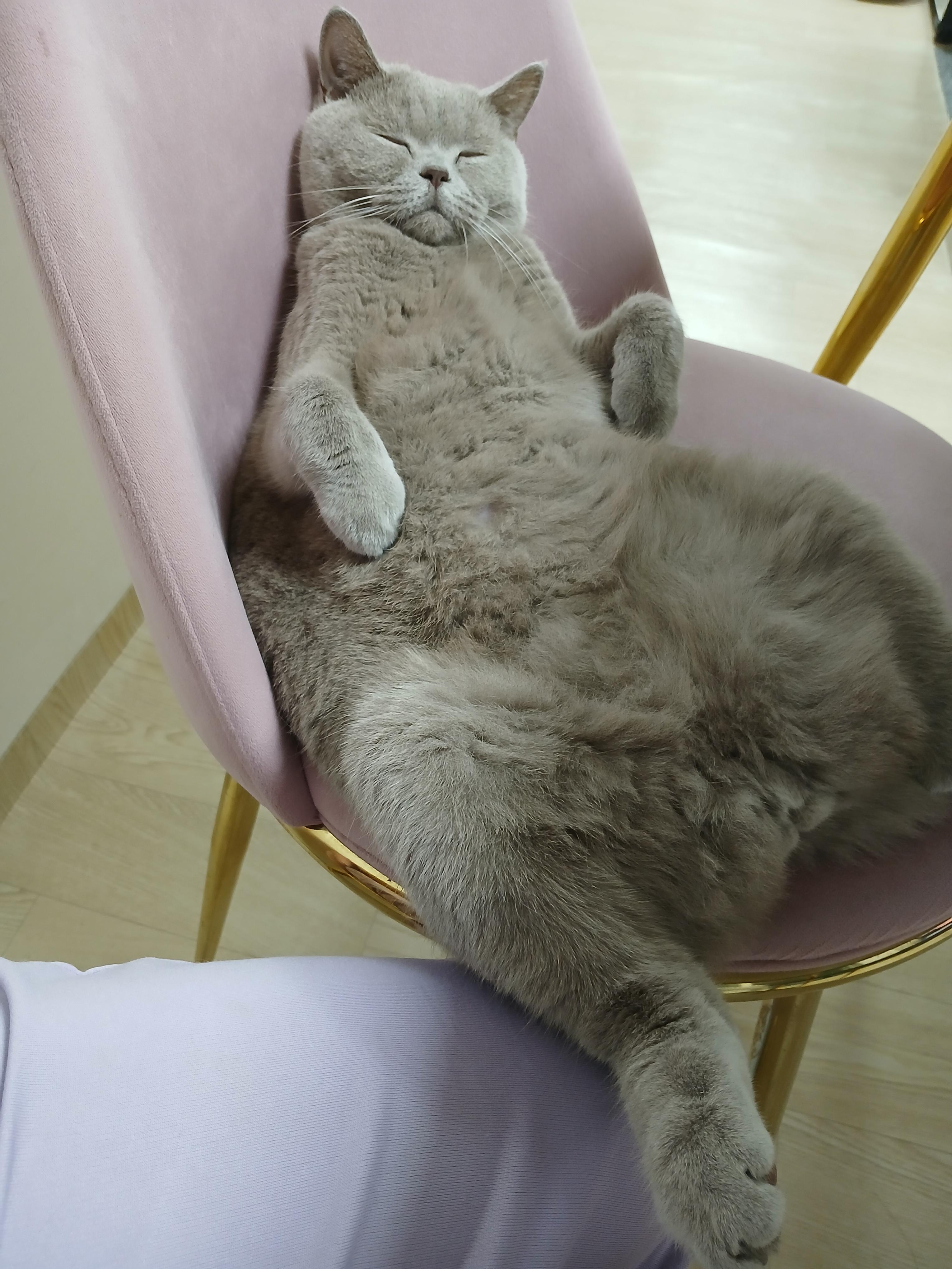 제 옆에 앉아서 편하게 낮잠을 즐기는 중 ㅎㅎ