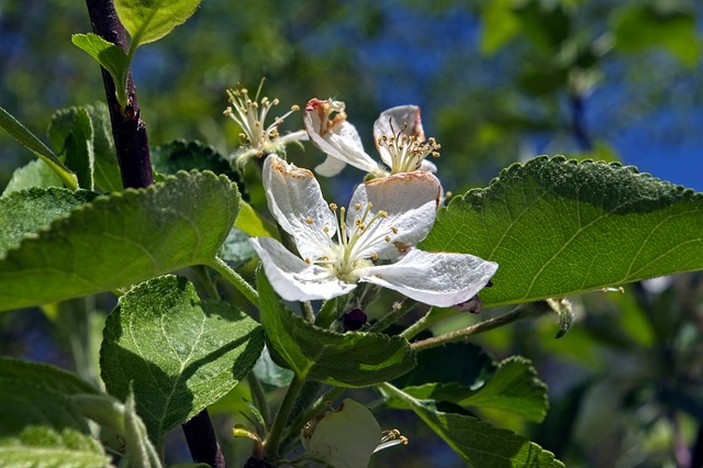 꽃 속의 봄의 이미지