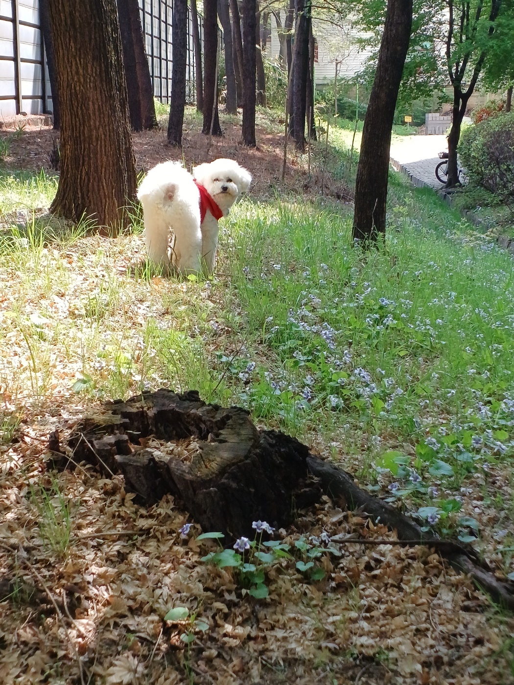 우리 강아지에게 딱 어울리는 이름 추천 가이드 인포그래픽
