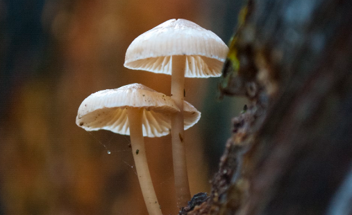 능이버섯 효능 : 소화기 건강