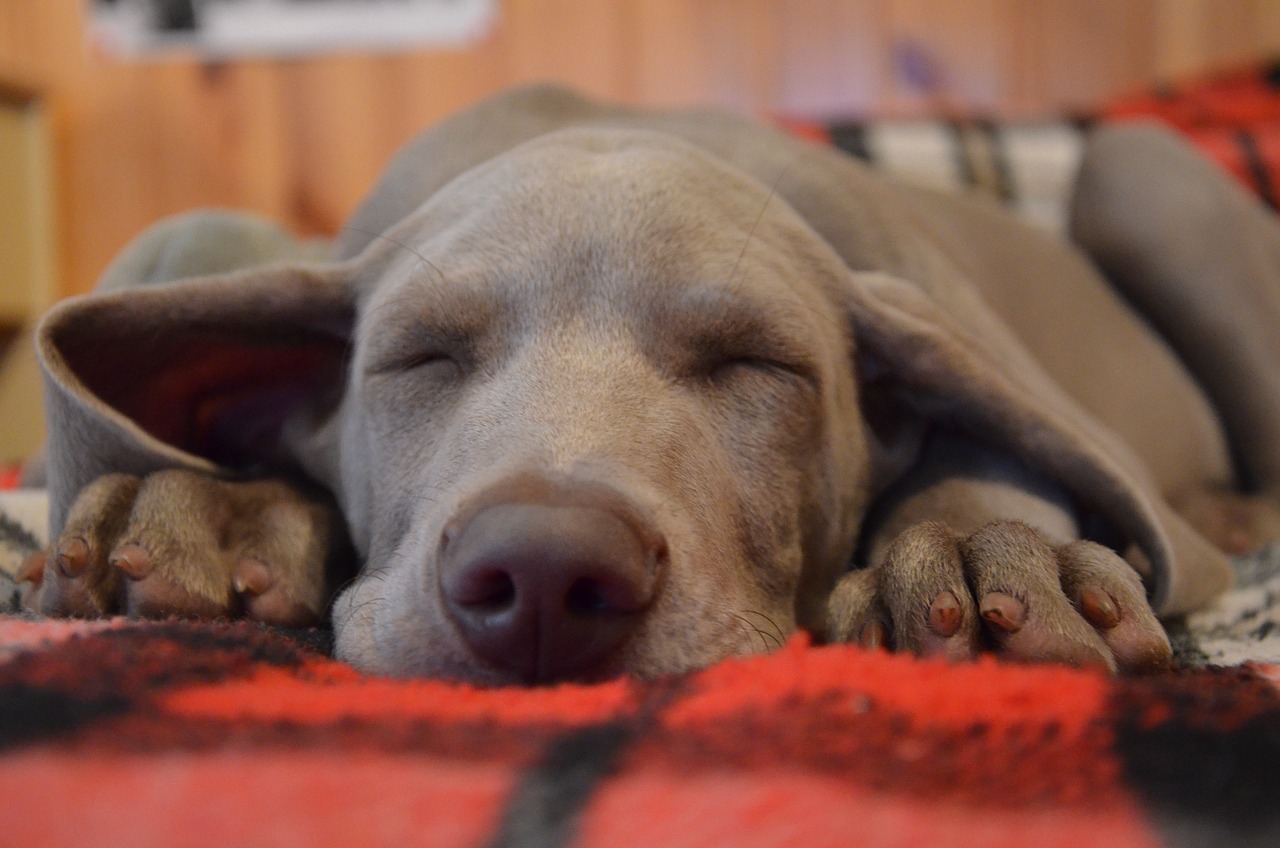 바이마라너(Weimaraner)