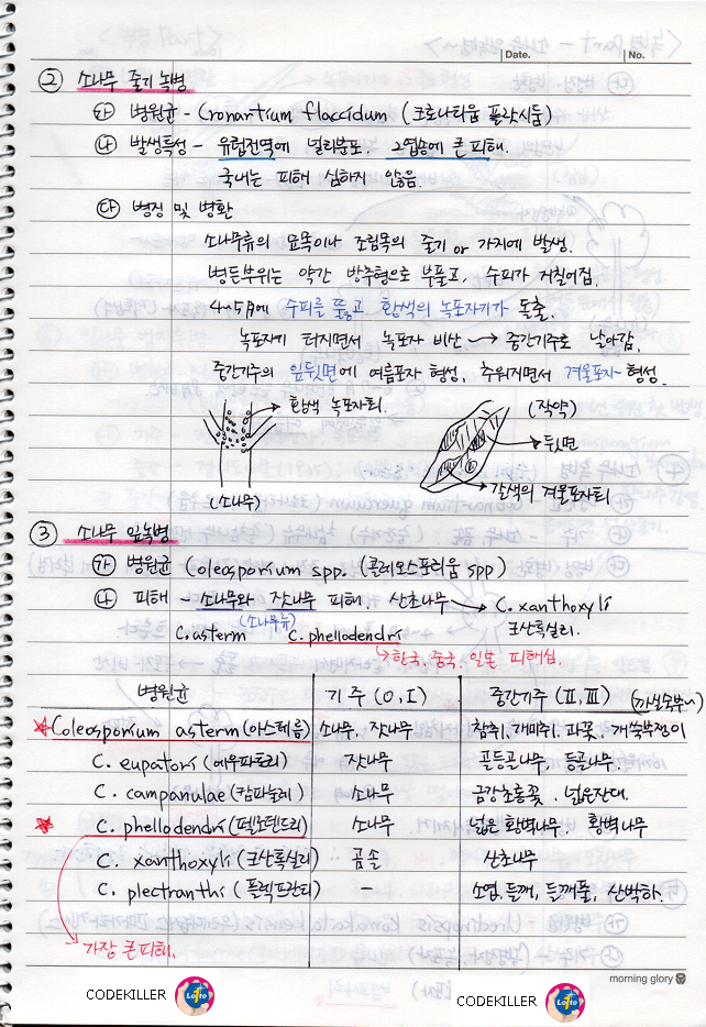 소나무 줄기녹병, 소나무 잎녹병