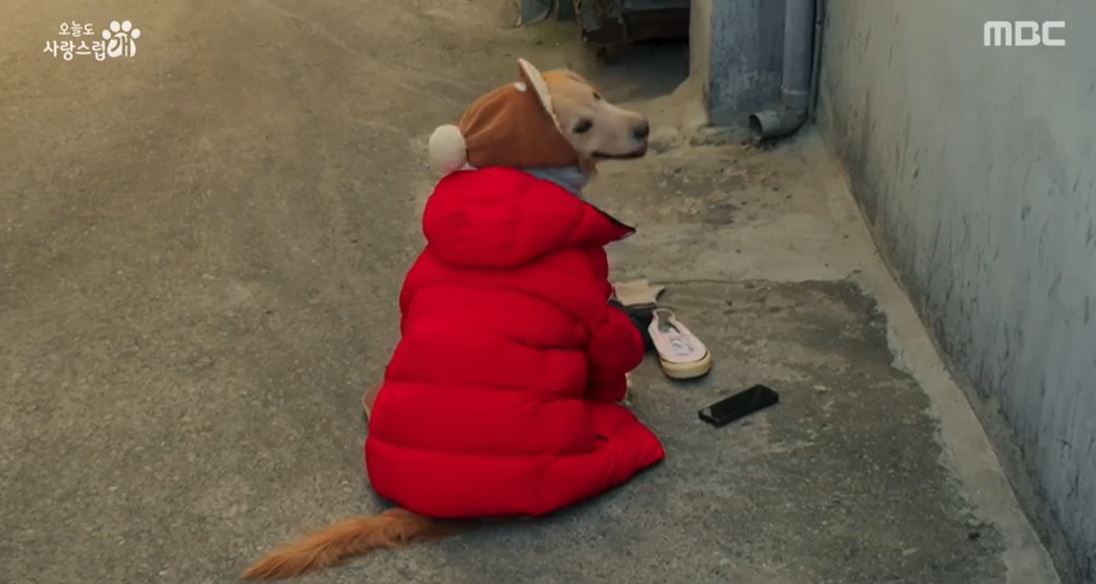 오늘도사랑스럽개_11회
