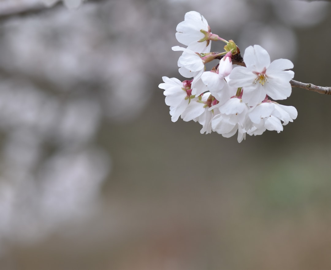 Renewal.