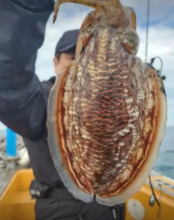 갑오징어 제철 시기 요리 레시피 황금레시피_3