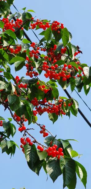 단오-뜻과-풍습과-음식과-축제에-대해서