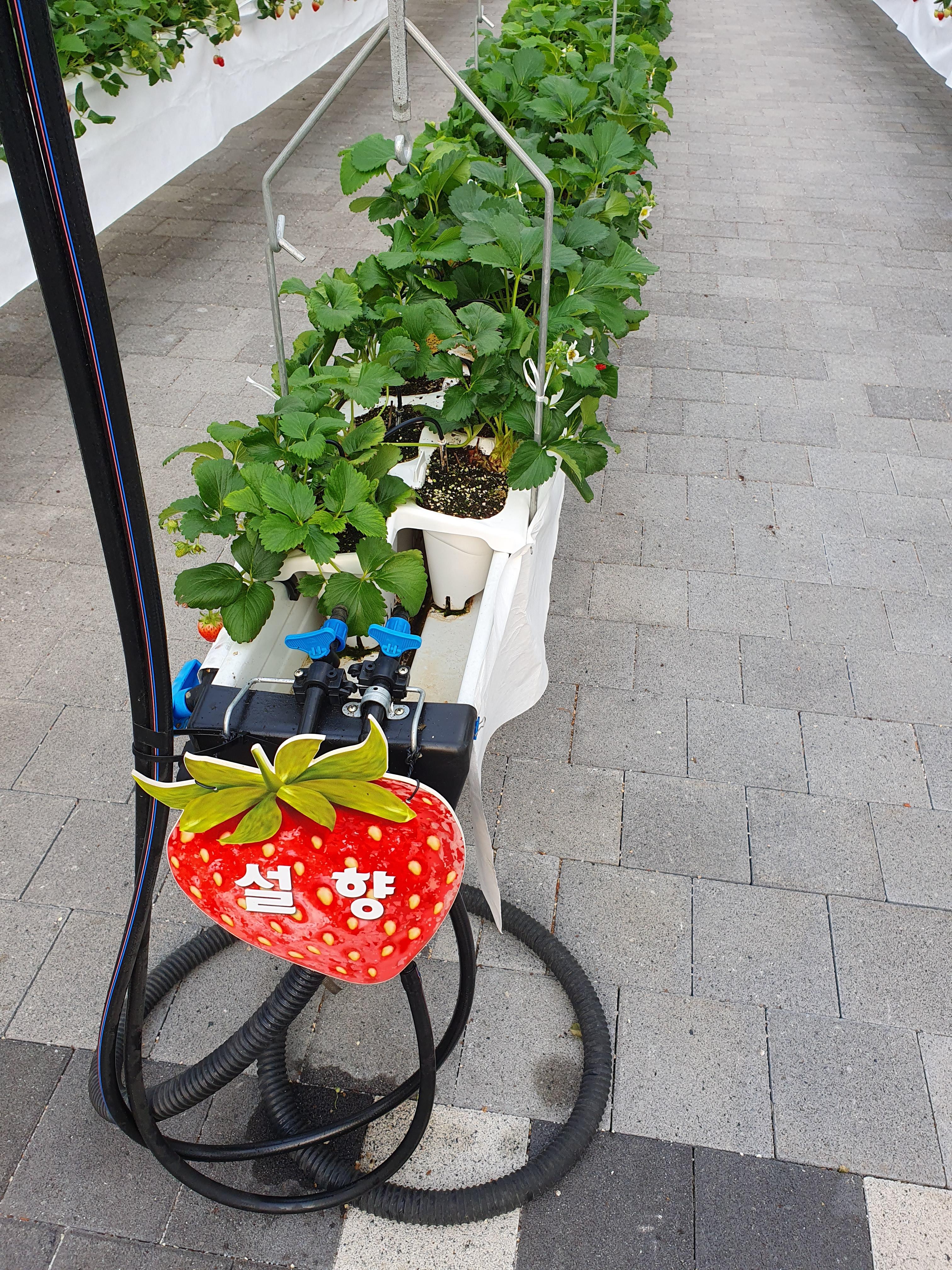 딸기의 품종도 이렇게 적혀져 있습니다.