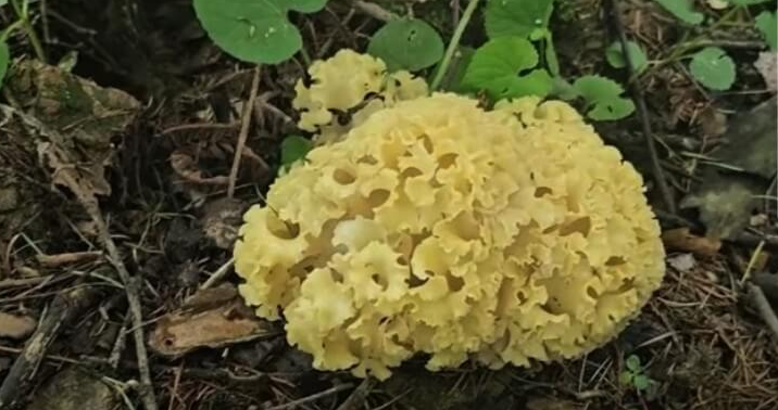 야생 식용버섯 종류 사진과 이름6