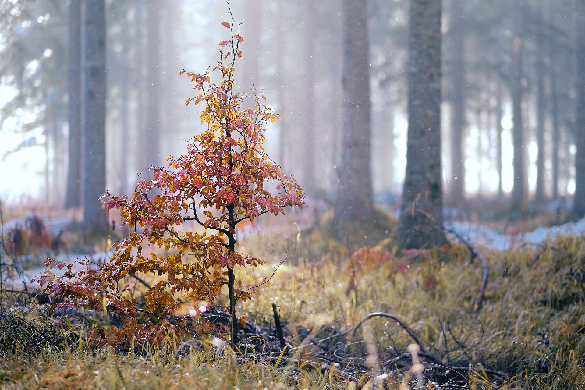 자연 풍경 관련 사진