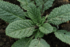 곰보배추 효능03