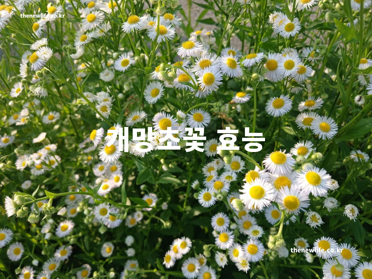 개망초꽃 효능 대표 실사진