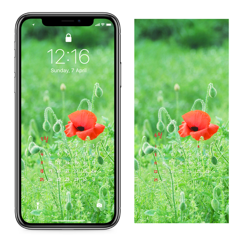 03 꽃양귀비 한송이 AB - 2025년5월 아이폰달력배경화면