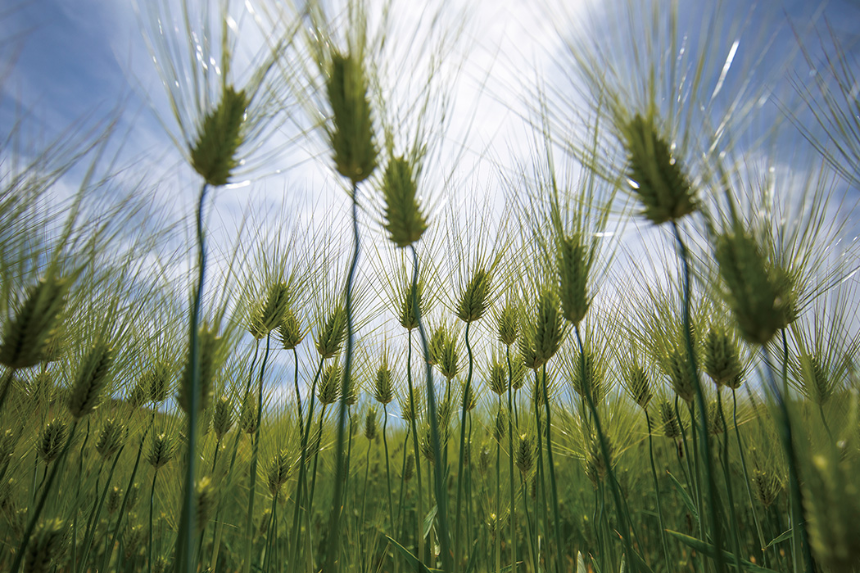 계절의 변화를 세분화한 24 절기 중 '소만' 이해하기