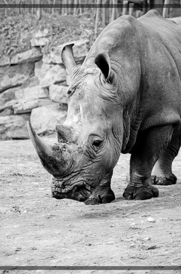 지구가 아파요. 5 자바코뿔소, 멸종 위기 포유류 자연의 귀중한 존재