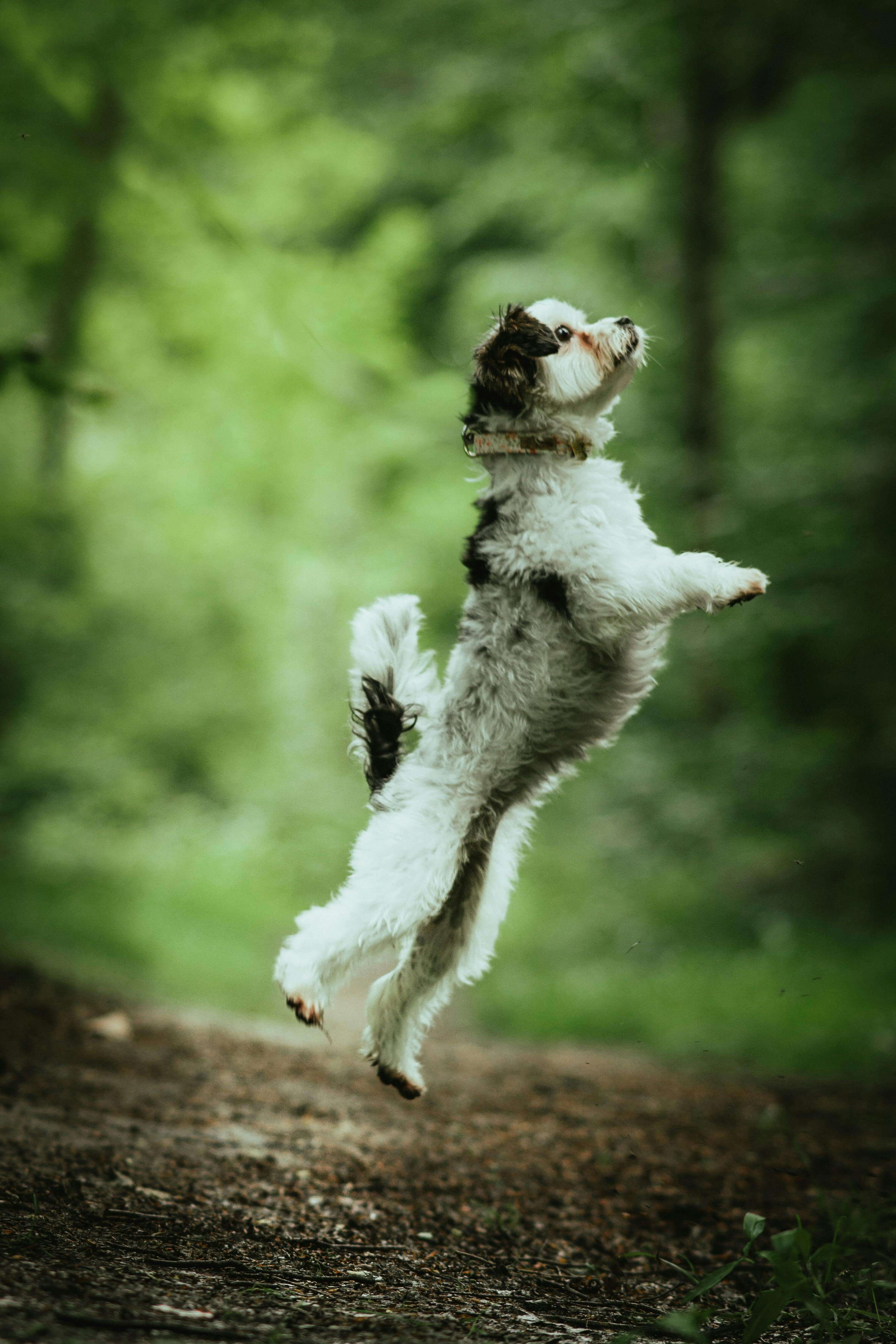 예방접종·중성화·건강검진 비용 총정리|2025 반려동물 필수 의료비 가이드