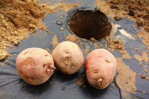 홍감자-빨간감자-심기-심는시기-수확시기