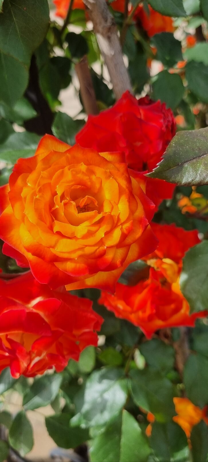 부천 백만송이 장미공원 장미축제 찾아가는 길