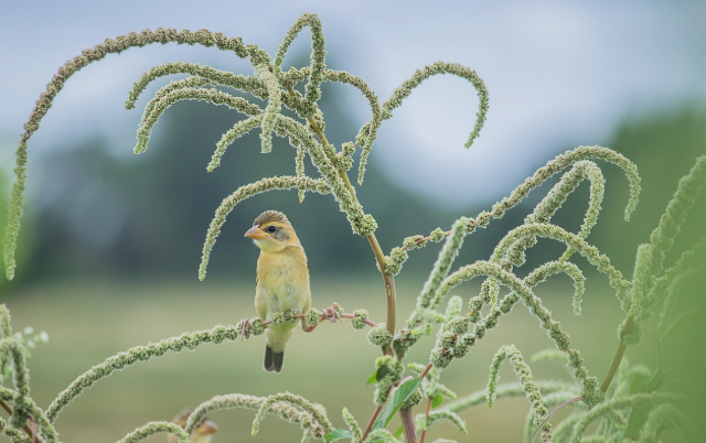 디지털 디톡스 여행: 완전한 자연 속에서 살아보기